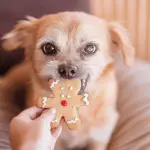 Christmas Dog Treats