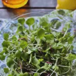 Microgreens topped with lemon honey dressing in a colorful bowl, garnished with lemon slices and honeycomb.